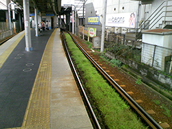 軌道敷緑化