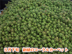 一般のツルマンネングサ