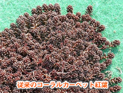 大型立ち性ツルマンネングサ