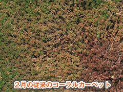 一般種との比較