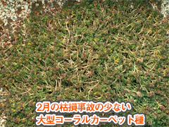 手のひらと比べてみてください