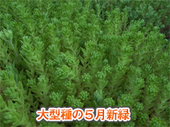 一般のツルマンネングサ