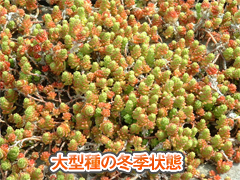 大型立ち性ツルマンネングサ