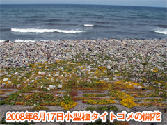 一般種との比較