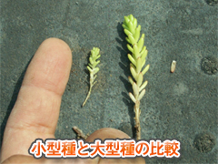 手のひらと比べてみてください