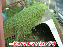 一般のツルマンネングサ
