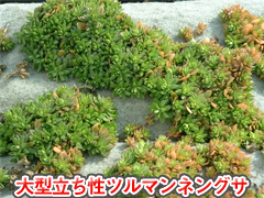 大型立ち性ツルマンネングサ