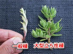 一般種との比較