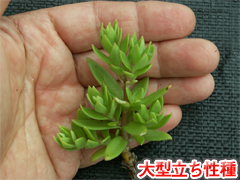 手のひらと比べてみてください